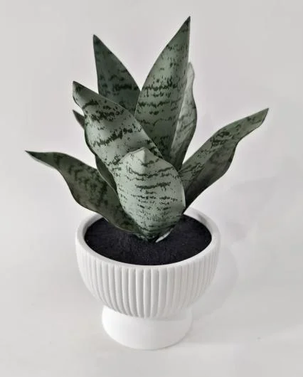 Snake Plant in Ceramic Vase