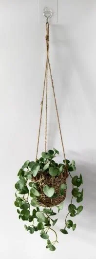 Wall Greenery Plant