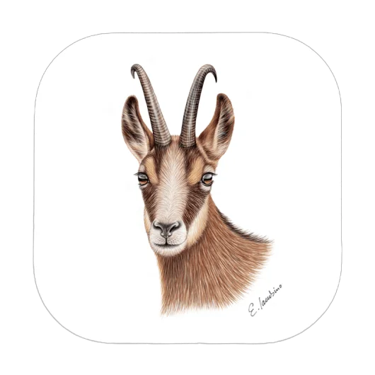 Chamois MDF Coasters