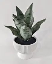 Snake Plant in Ceramic Vase