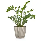 Oyster Flowerpot Collection