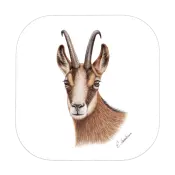 Chamois MDF Coasters