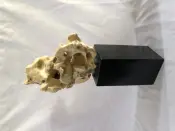 Mountain Coral Wooden Decorative Sculpture