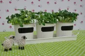 Herb Pot Set for Kitchen