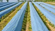 Migliore Agricultural Mulch Films