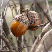 Des Pots GLAND Hand Painted Ceramic Acorns