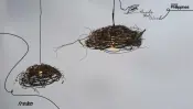 BT3296 BT3297 Round Ball Black Twig Lamps