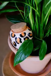 Pepin Ollas Plant Pots