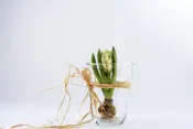 Flowerpots and Vases