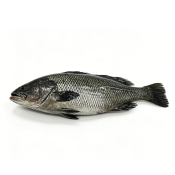 Pargo Marrón ?Miichthys miiuy?