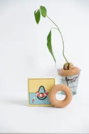 Avocado Plant Floats