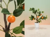 Ibergarden Wholesale Garden Solutions