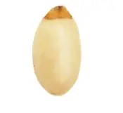 Biji Inti Pinus