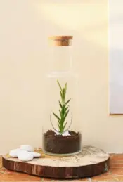 Favicri Recycled Glass Terrarium