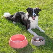 Pet Care Products
