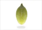 Kernel Biji Labu Kulit Mengkilap
