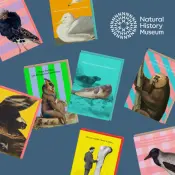 Ohh Deer Natural History Museum Products