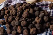 Frische Trüffel