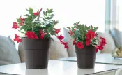 Ethica Pots Collection