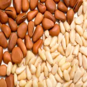 Çam fıstığı