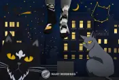 Black Cat Socks
