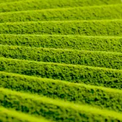 ODAYA Matcha MU Matcha di grado cerimoniale