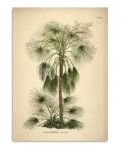 Dybdahl Palm Print