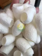 Silk Worm Cocoon for Skincare