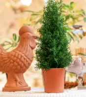 Asterblume Qorunmuş yarpaqlar və botanika