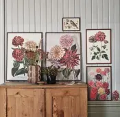 Botanical Cards and Posters