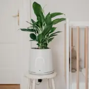 Natede Natural Air Purifier