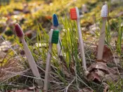 Wooden Toothbrush Adult
