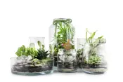 Decor Bottles and Bud Vases