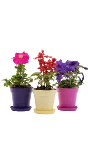Mintra Garden Essentials