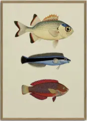 Dybdahl Fish Print