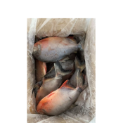 Pacu rojo ?Colossoma Brachypomum?
