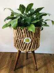 DS-KWB6277 Water Hyacinth Planter Pot
