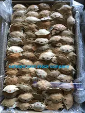 Dried Crab Shell