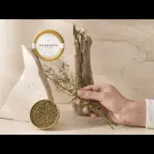Antonius Oscietra Hazar Külü