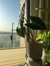 Nostalgia Flower Pot