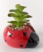 Succulent in Ceramic Pot
