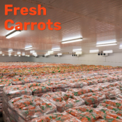 Zanahorias frescas para jugos y servicios de alimentos