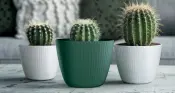 LAMIA Line Planter