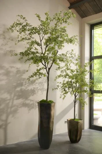 Silk-ka Trees and Plants