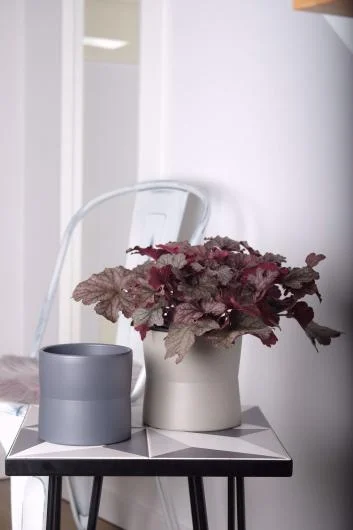 Decorative Flower Pots