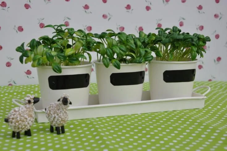 Herb Pot Set for Kitchen