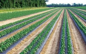 Migliore Agricultural Mulch Films