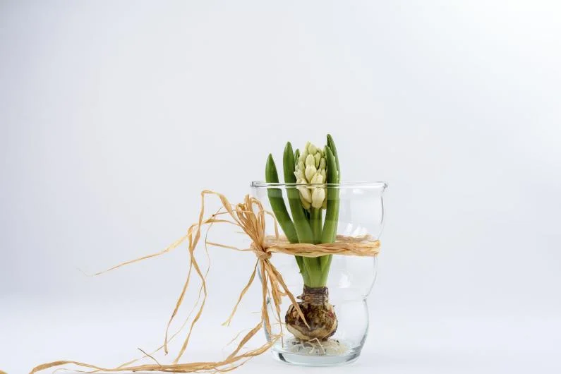 Flowerpots and Vases