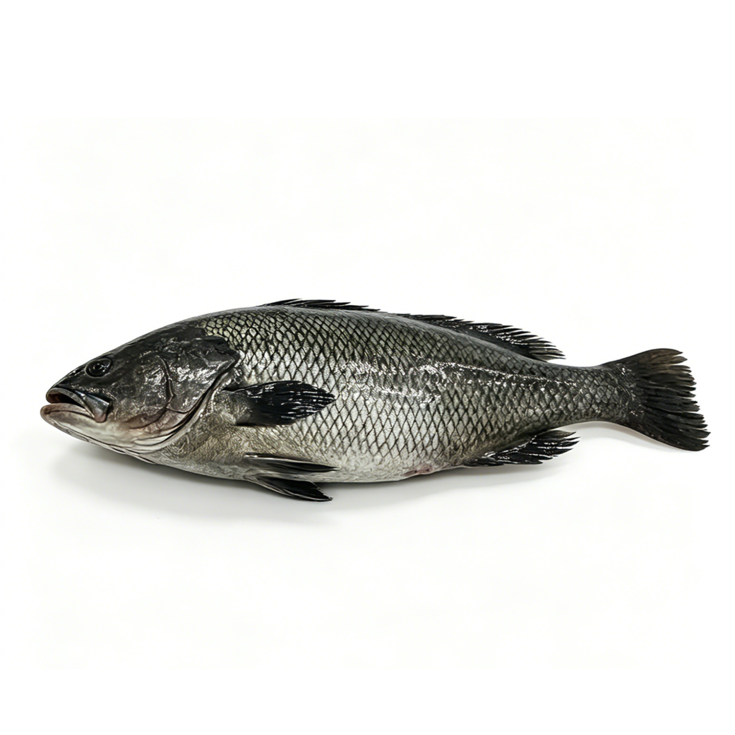 Brown Croaker ?Miichthys miiuy?