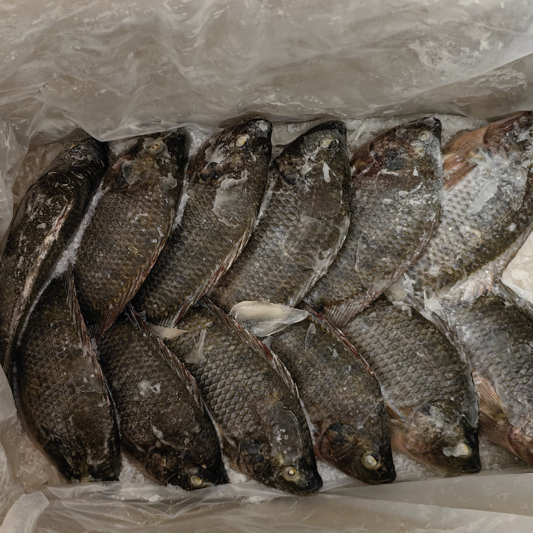 Frozen Tilapia